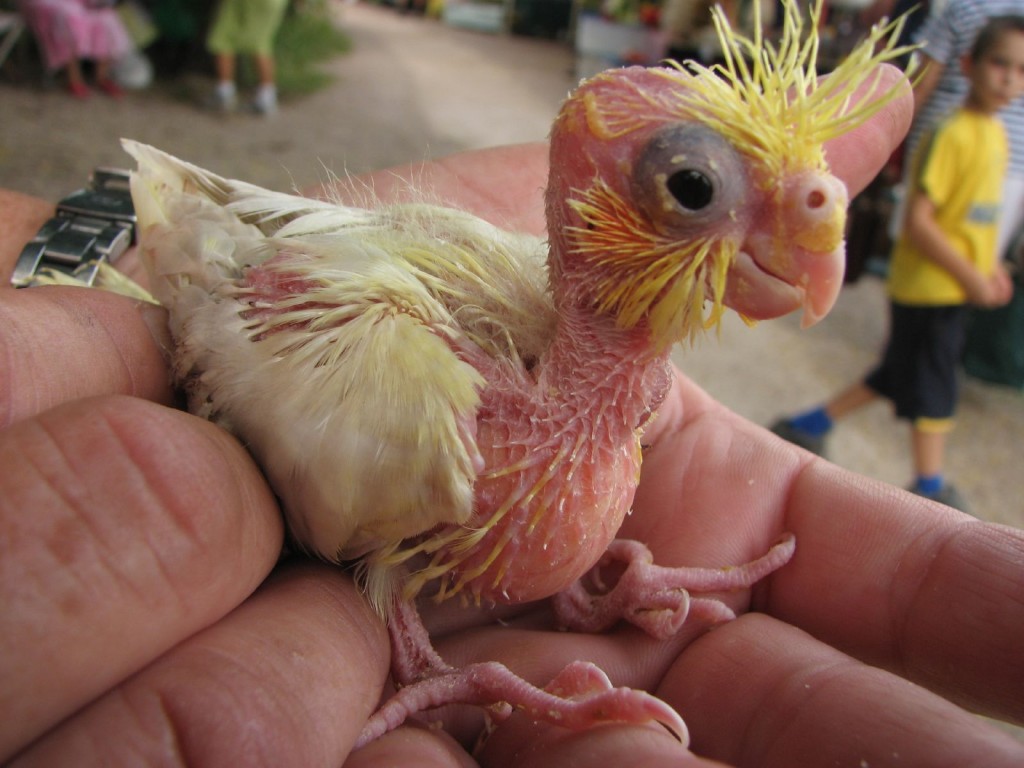 Cockatoo_baby