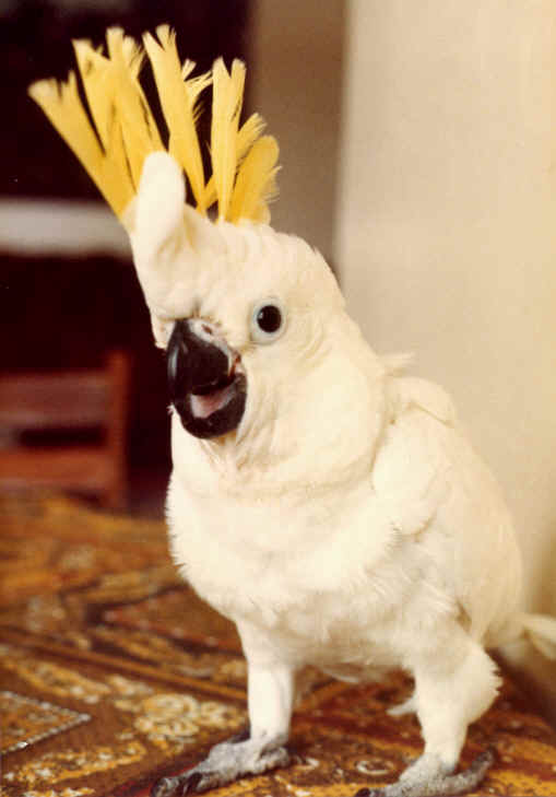 cockatoo
