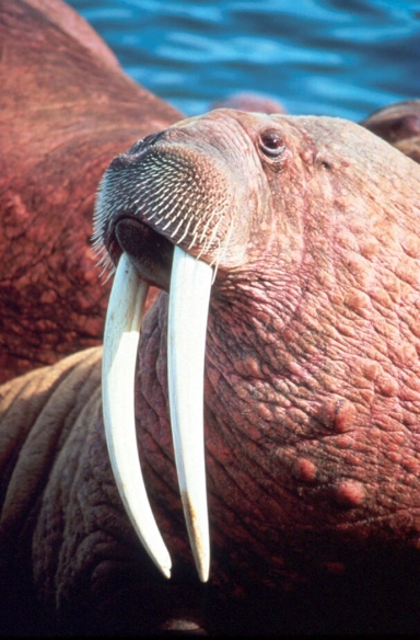 walrus